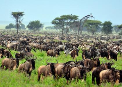 Gnuernes store migration i Serengeti