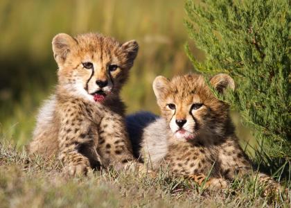 Der er mange geparder i Tarangire - måske du er heldig at se et par unger