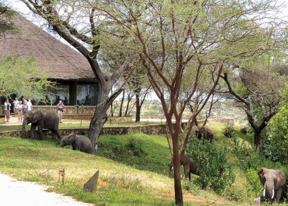 Elefanter besøger lodgen i Tarangire