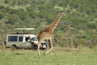Privat safari i Tanzania med egen guide og egen safari-bil