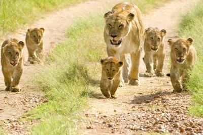På familievenlig safari i Tanzania