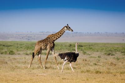 Safari i Serengeti