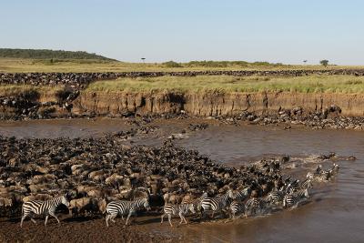 Den store migration krydser floden i Serengeti