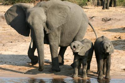 En elefantfamilie har også glæde af Ndutu søen