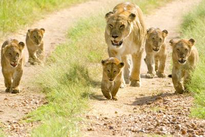 En løvefamilie i Tarangire