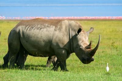 Et af de sjældne næsehorn i Ngorongoro krateret