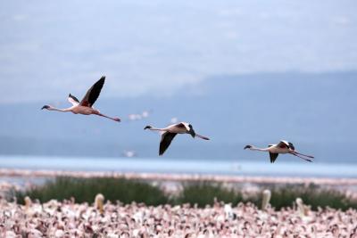 Flamingoer letter fra den saltholdige sø i bunden af Ngorongoro krateret