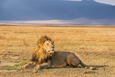 Hanløve i Ngorongoro krateret