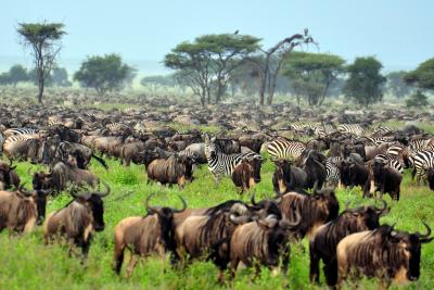 I Ndutu området ved Serengeti kan du opleve et enormt antal af gnuer og zebraer