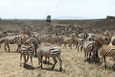 Kæmpe flok zebraer foran safari-bil