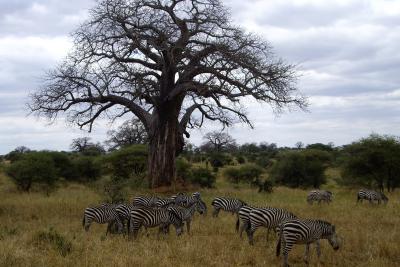 Klassisk Tarangire - savanne med karakteristiske baobabtræer og smukke zebraer