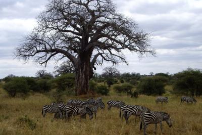 savannen i Tarangire med baobabtræer og smukke zebraer