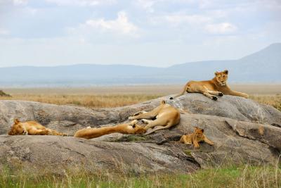 Løvefamilie på klippe i Serengeti