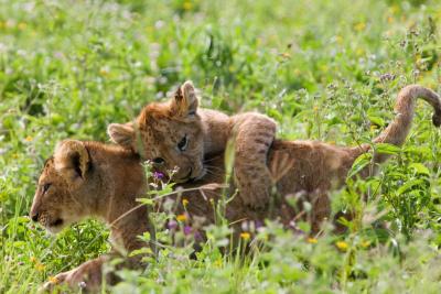 Løvemor og unger nyder det frodige græs i Serengeti efter regntiden