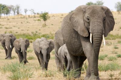 I Tarangire er der kæmpestore elefantflokke